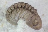 Enrolled Lochovella (Reedops) Trilobite - Oklahoma #68616-4